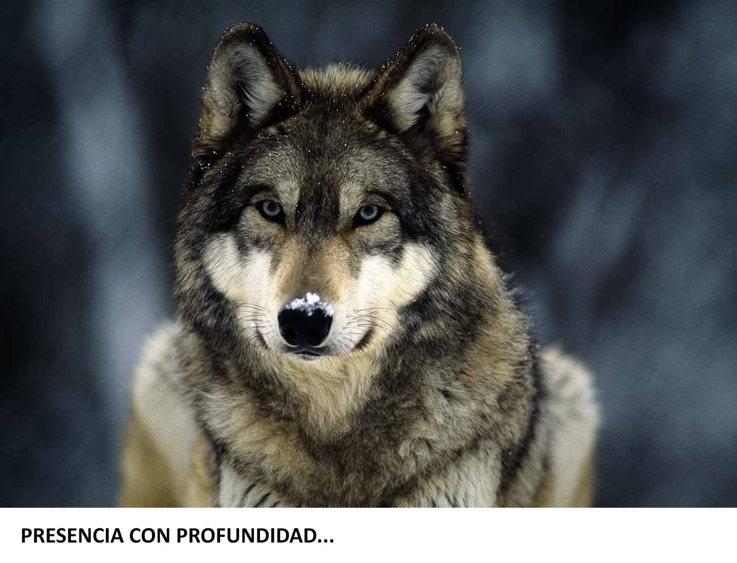 lobo2