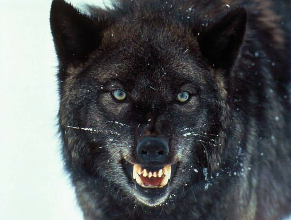 lobo3